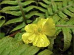 Yvette Maréchal - Ranonculus cartusifoli